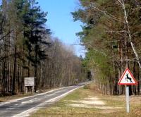 Прокуратура Київщини повернула у державну власність землі лісового фонду вартістю понад 5 млн гривень