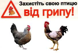 Пташиний грип!