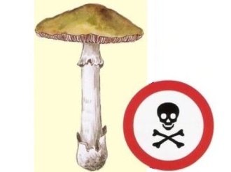 Грибна небезпека